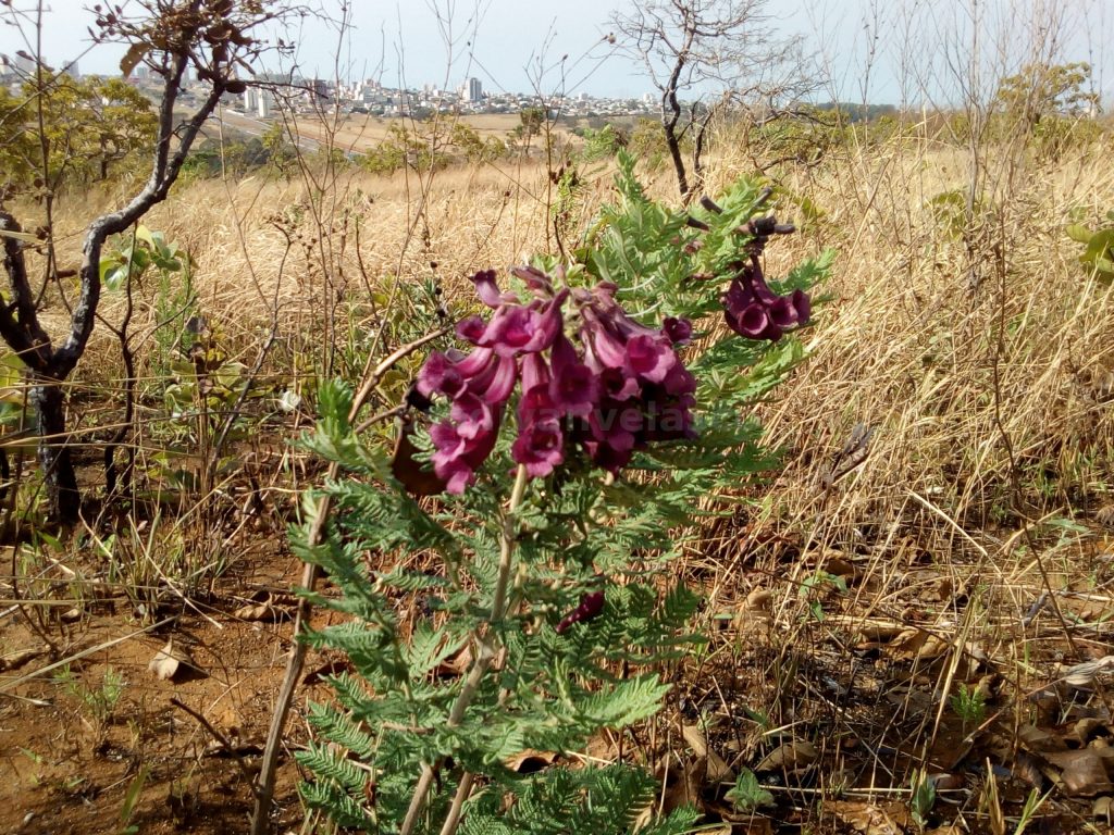 5 Flores Nativas Do Cerrado Do Distrito Federal Sucesso Vital 4315