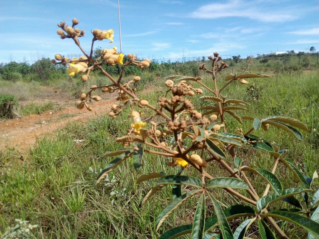 5 Flores Nativas Do Cerrado Do Distrito Federal Sucesso Vital 1362