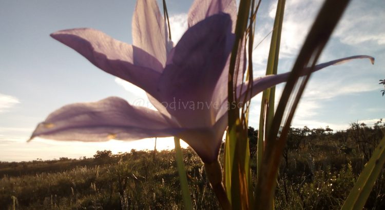 A Flor Canela-de-ema