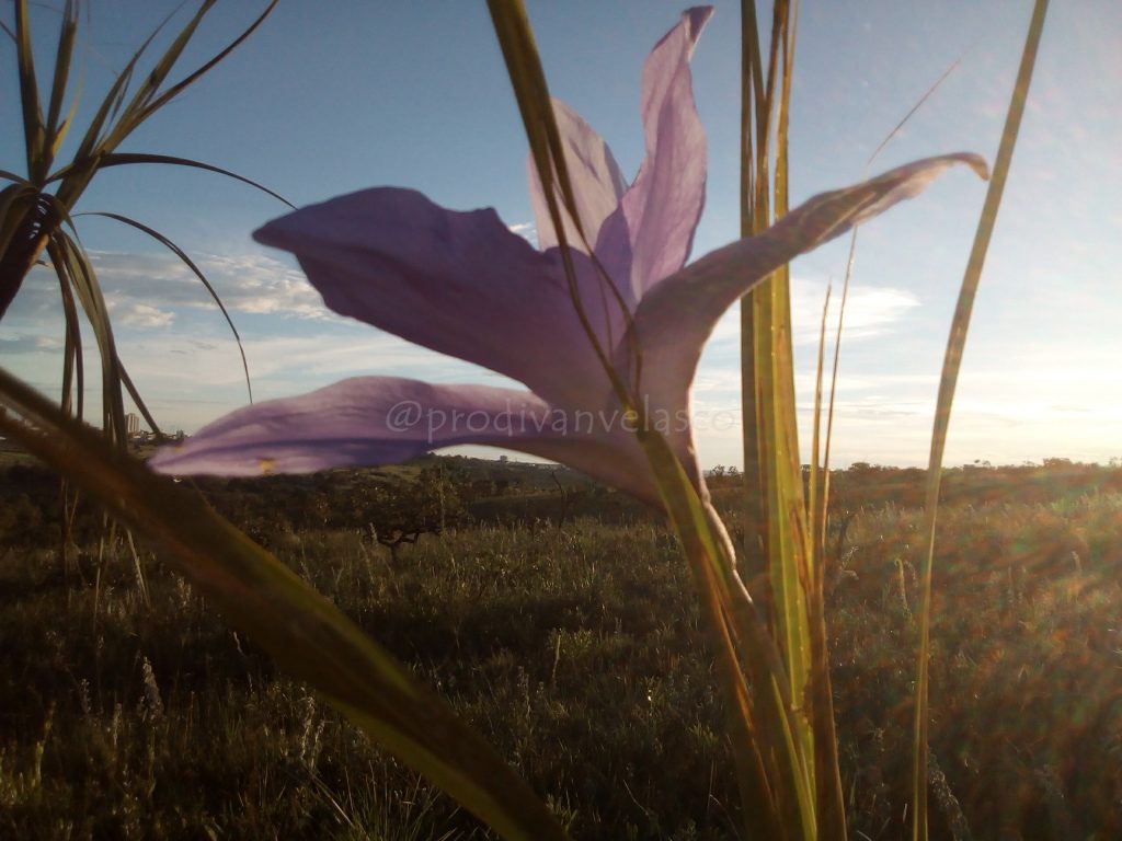 Flor Canela De Ema Do Cerrado Brasileiro Sucesso Vital