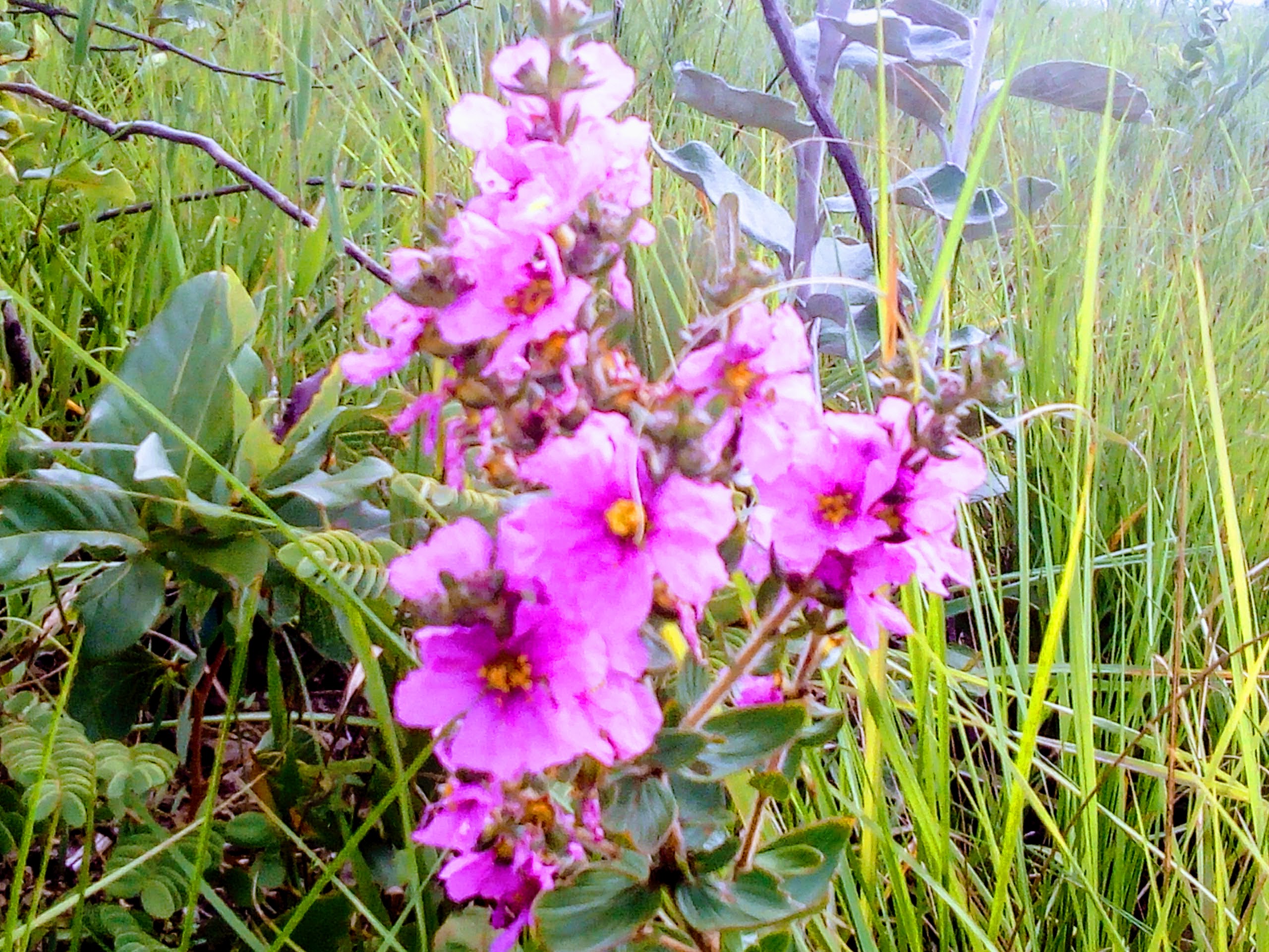 Flora Do Cerrado Do Distrito Federal Brasil Archives Sucesso Vital 6742