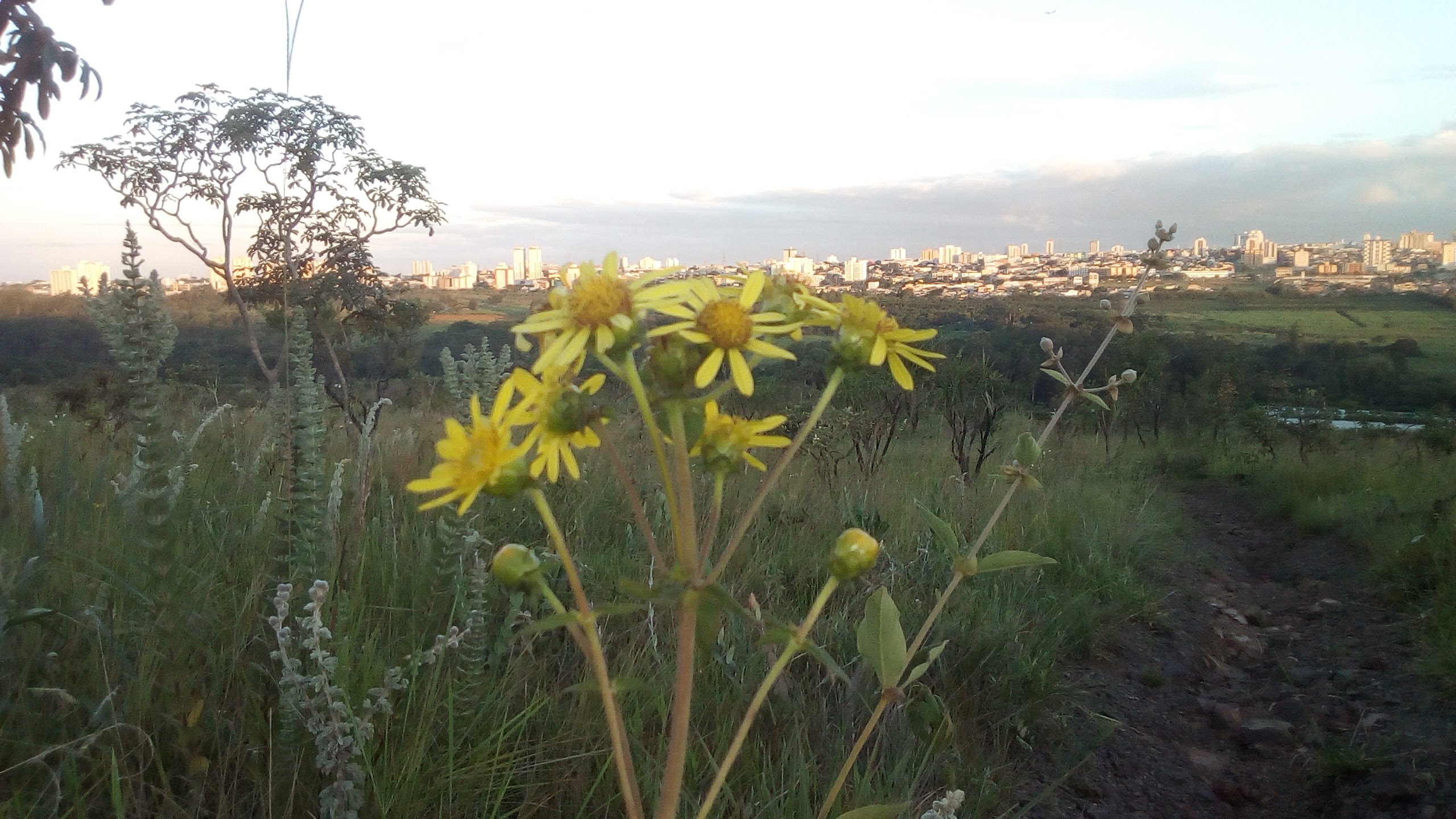 Flora Do Cerrado Do Distrito Federal Brasil 7 Espécies Sucesso Vital 2026