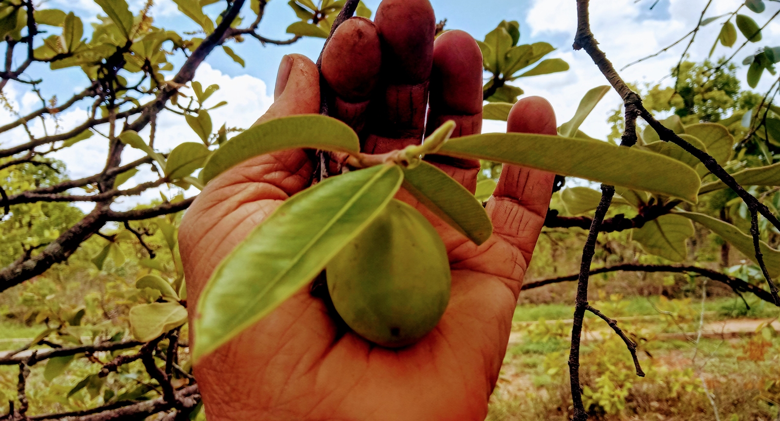 Árvore E Fruto Da Mangaba E Seus Benefícios Sucesso Vital 2717